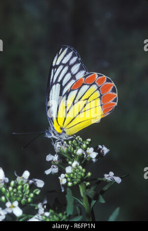 Indische Schmetterling, gemeinsame Isebel, Delias eucharis Stockfoto