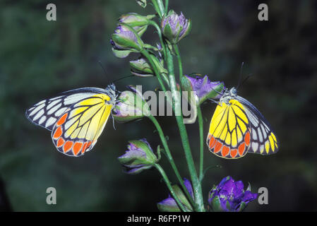 Indische Schmetterling, gemeinsame Isebel, Delias eucharis Stockfoto