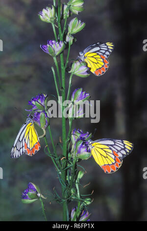 Indische Schmetterling, gemeinsame Isebel, Delias eucharis Stockfoto