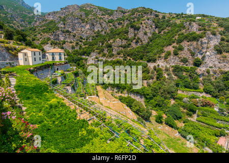 Kleinen Weinberg in der Nähe der Stadt Ravello an der Amalfiküste in Italien Stockfoto