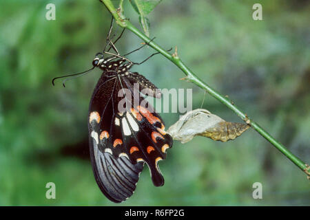 Gemeinsamen Mormone Schmetterling Stockfoto