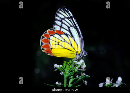 Gemeinsame Isebel Schmetterling Schmetterlinge delias eucharis Stockfoto