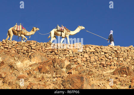 Beduinen und Kamelen auf Trail mit Vorzeichen zum Berg Sinai, Katharinenkloster, Sinai, Wüste, Ägypten Stockfoto