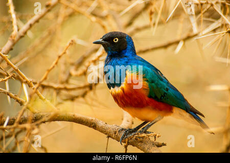 Die ausgezeichnete Starling (Lamprotornis Superbus) ist Mitglied der Starling Familie der Vögel es früher als Spreo Superbus Serengeti National Par bekannt war Stockfoto