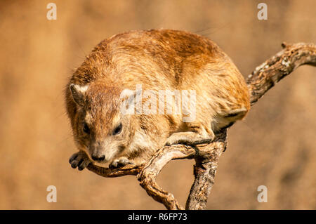 Die Klippschliefer (Procavia Capensis), genannt auch Rock Badger und Cape Hyrax in der Serengeti in Tansania Stockfoto
