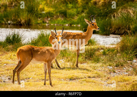 Zwei Bohor Reedbucks (Redunca Redunca) Antilope im Ngorongoro Nationalpark, Tansania Stockfoto