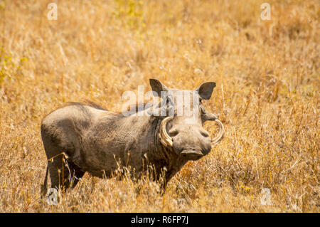 Ein warzenschwein (Phacochoerus Africanus) In Ngorongoro Nationalpark, Tansania Stockfoto