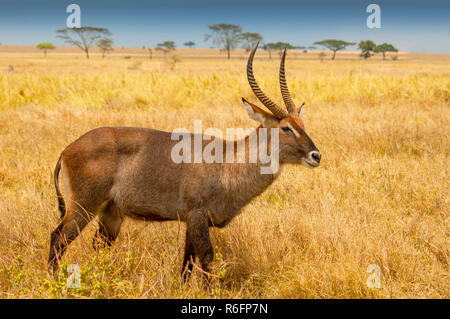 Männliche Wasserböcke (Kobus Ellipsiprymnus) eine große Antilope gefunden Weit verbreitet in Afrika südlich der Sahara Stockfoto