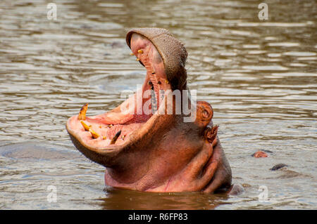 Riesige männliche Flusspferde (Hippopotamus Amphibius) Gähnen in einem Pool im Serengeti National Park, Tansania Stockfoto