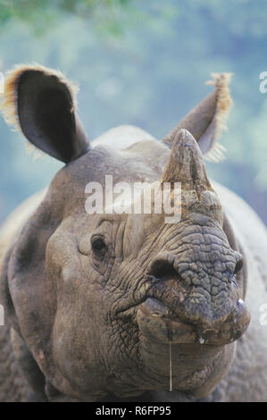 Rhino in Kanpur Zoo, Uttar Pradesh, Indien Stockfoto