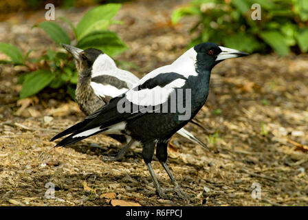 Die australische Magpie (Cracticus Tibicen) ist eine mittlere Schwarze und Weiße Säugetierart in Australien und im südlichen Neuguinea Christchurch, N Stockfoto