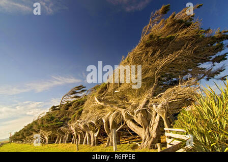 Windswept Küsten Bäume am Hang in New Zealands Catlins Region Stockfoto