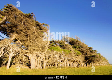 Windgepeitschte Bäume in der Nähe von Hang Punkt der südlichste Punkt der Südinsel, die Catlins Neuseeland Stockfoto