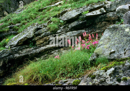 Tal der Blumen, Nationalpark, Wildblumen, Govindghat, Ghangaria, Bhyundar Valley, Chamoli, Pithoragarh, Uttarakhand, indien, asien Stockfoto