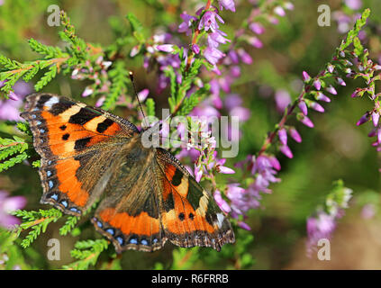 Kleiner Fuchs nymphalis urticae auf Heidekraut calluna vulgaris Stockfoto