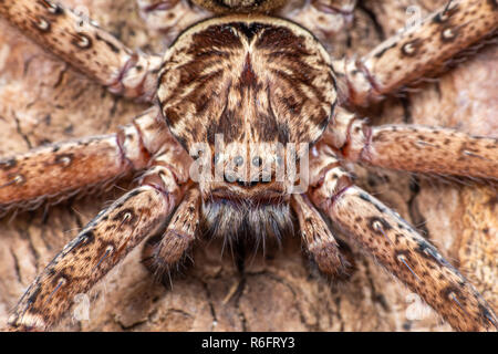 Große Australische huntsman Spider, im tropischen Norden von Queensland Regenwald fotografiert. Stockfoto