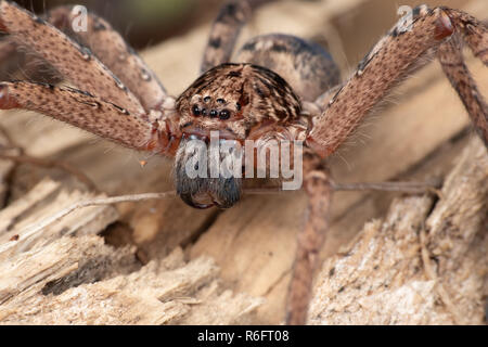 Große Australische huntsman Spider, im tropischen Norden von Queensland Regenwald fotografiert. Stockfoto