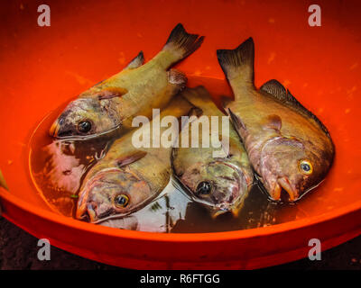 Nahaufnahme von verschiedenen Arten von Fischen und Meeresfrüchten in der Fischmarkt im südlichen Indien verkauft Stockfoto