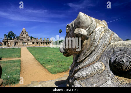 Nandi vor kailasanathar Tempel, kanchipuram, Tamil Nadu, Indien Stockfoto