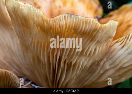 Close up Gill Detail einer Pilz (Lactarius pallidus?) wächst in einer Birke #2. Great Torrington, Devon, England. Stockfoto