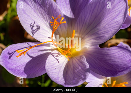 Nahaufnahme von einem einzigen großen Herbst Crocus Blume (crocus Speciosus) mit Schatten. Great Torrington, Devon, England. Stockfoto