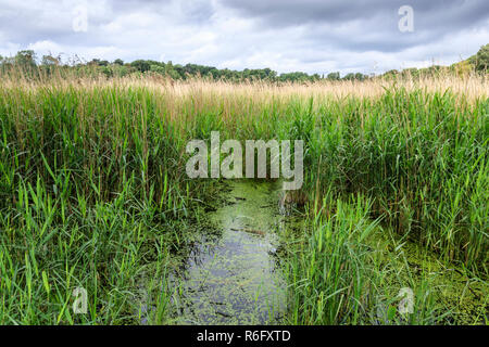 Schilf wächst am Rande eines Sees. Wollaton Park, Nottingham, England, Großbritannien Stockfoto