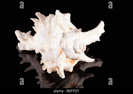 Sea Shell von räuberischen Meer Schnecke Chicoreus ramosus auf schwarzem Hintergrund Stockfoto