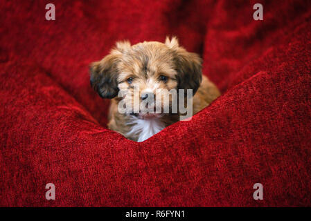 Neugierigen Hund Gehorsam Festlegung in großen roten Bean Bag. Kleine, schöne, liebenswerte, flauschige, süße braune Welpen allein zu Hause. Konzept der Entdeckung der w Stockfoto