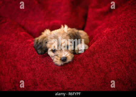 Neugierigen Hund Gehorsam Festlegung in großen roten Bean Bag. Kleine, schöne, liebenswerte, flauschige, süße braune Welpen allein zu Hause. Konzept der Entdeckung der w Stockfoto