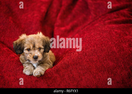 Neugierigen Hund Gehorsam Festlegung in großen roten Bean Bag. Kleine, schöne, liebenswerte, flauschige, süße braune Welpen allein zu Hause. Konzept der Entdeckung der w Stockfoto