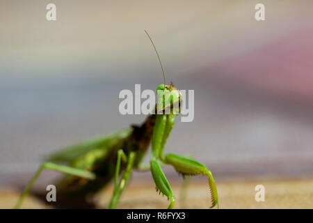 Mantis Insekt, Erwachsener. Suche ein Paar für die Fortpflanzung. Stockfoto