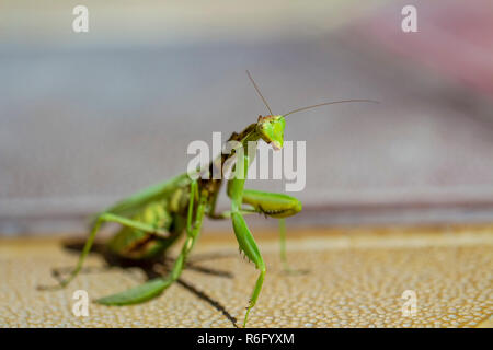 Mantis Insekt, Erwachsener. Suche ein Paar für die Fortpflanzung. Stockfoto