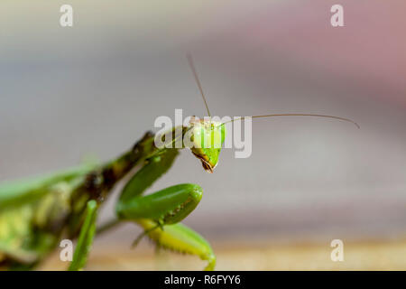 Mantis Insekt, Erwachsener. Suche ein Paar für die Fortpflanzung. Stockfoto