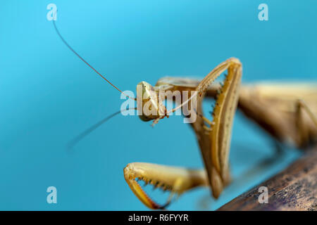 Mantis Insekt, Erwachsener. Suche ein Paar für die Fortpflanzung. Stockfoto