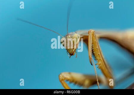 Mantis Insekt, Erwachsener. Suche ein Paar für die Fortpflanzung. Stockfoto