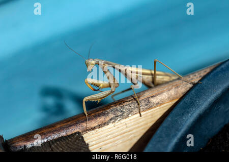 Mantis Insekt, Erwachsener. Suche ein Paar für die Fortpflanzung. Stockfoto