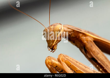 Mantis Insekt, Erwachsener. Suche ein Paar für die Fortpflanzung. Stockfoto