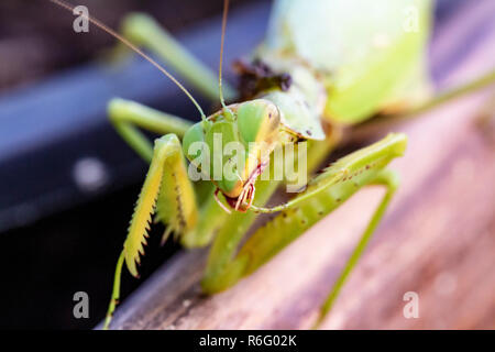 Mantis Insekt, Erwachsener. Suche ein Paar für die Fortpflanzung. Stockfoto