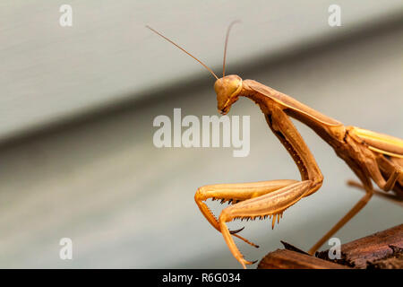 Mantis Insekt, Erwachsener. Suche ein Paar für die Fortpflanzung. Stockfoto