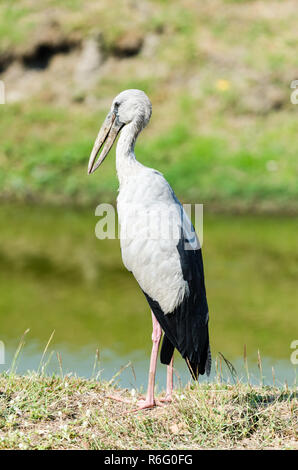 Asian openbill Stork (anastomus Oscitans), Ayutthaya Historical Park, Thailand Stockfoto