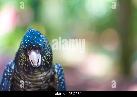 Portrait einer Red-tailed Black Cockatoo, Australian Native Bird Stockfoto