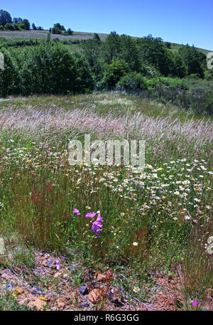 Frankreich. Dept 12. Aveyron. ein Stück Land - abgesehen von Landwirtschaft und nun voller wilder Blumen. Stockfoto