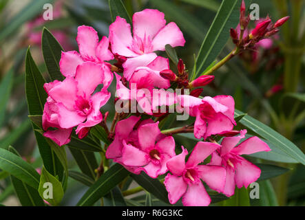 Oleander Blumen. (Nerium oleander cv. Charlers Murcott) in meinem Garten im Südwesten Frankreichs. Stockfoto
