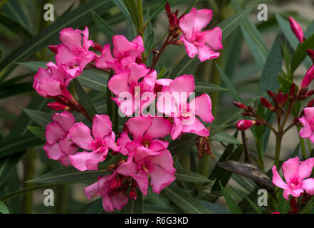 Oleander Blumen. (Nerium oleander cv. Charlers Murcott) in meinem Garten im Südwesten Frankreichs. Stockfoto