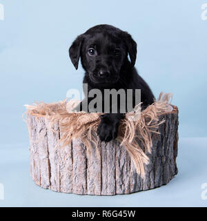 Süße schwarze Labrador Welpe, Professionelle puppy Fotografie Stockfoto