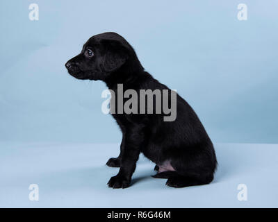 Süße schwarze Labrador Welpe, Professionelle puppy Fotografie Stockfoto