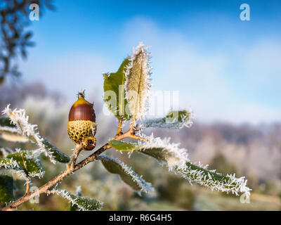 Nahaufnahme einer hoarfrosted Steineiche Eichel im Botanischen Garten von Olarizu, Vitoria-Gasteiz, Baskenland, Spanien Stockfoto