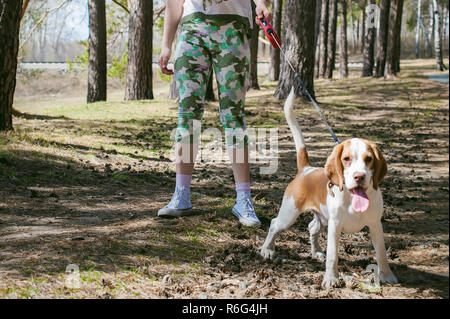 Junge Haustier Hunderassen Beagle zu Fuß in den Park im Freien. Das Mädchen vorsichtig geht den Hund an der Leine, spielt und trainiert mit ihm Stockfoto