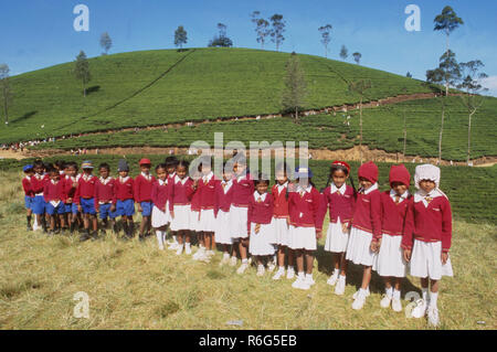 Sri Lanka: Schoolkids in der Teeplantagen in der Nähe von Nurya Eliya auf Sri Lanka Insel posing Stockfoto