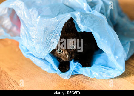 Eine kleine schwarze Katze spielen in einem Kunststoff blaue Tasche. Stockfoto